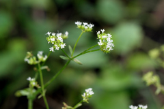 Valerianella umbilicata