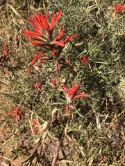 Castilleja subinclusa