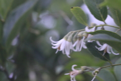 Styrax confusus