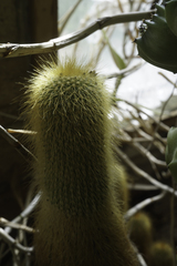 Parodia lenninghausii