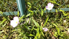 Oenothera speciosa