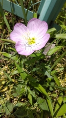 Oenothera speciosa