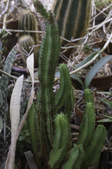 Euphorbia anoplia