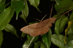 Chorodna ochreimacula