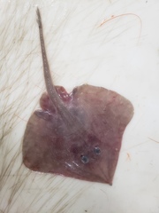 Bathyraja spinicauda