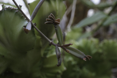 Kalanchoe beauverdii