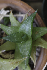 Haworthiopsis tessellata