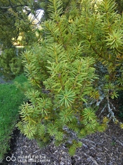 Podocarpus acutifolius