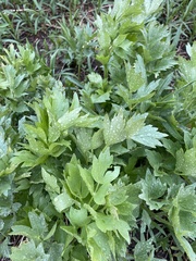 Levisticum officinale