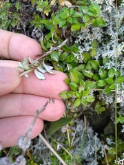 Anaphalioides trinervis