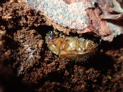 Dendroctonus rufipennis