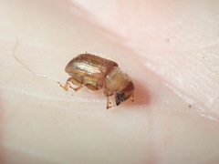 Dendroctonus rufipennis