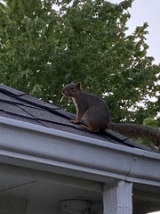 Sciurus niger