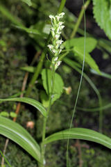 Platanthera flava herbiola