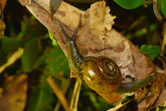 Petalochlamys
