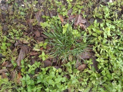 Nassella leucotricha