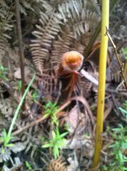 Lasiurus blossevillii