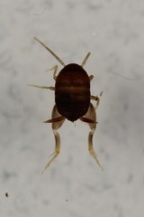 Myrmecophilus manni