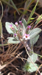 Collomia diversifolia