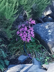 Nerine bowdenii