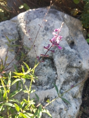 Syncolostemon canescens