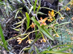 Prosthechea panthera