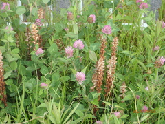Trifolium pratense