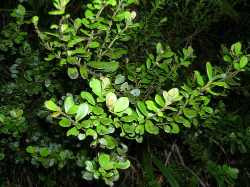 Travers horopito (Pseudowintera traversii)