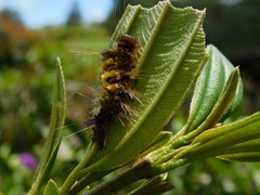 Noctuoidea