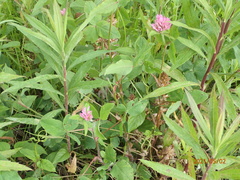 Trifolium pratense