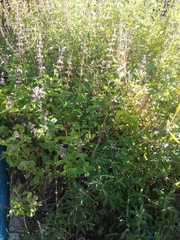 Syncolostemon canescens