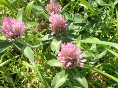 Trifolium pratense