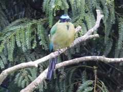 Momotus aequatorialis