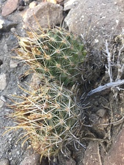 Ancistrocactus scheeri