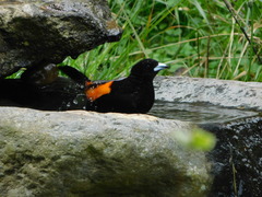 Ramphocelus flammigerus flammigerus