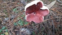 Russula betularum