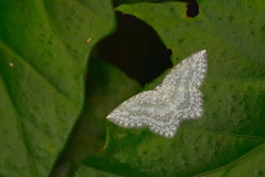 Leucodrepana serratilinea