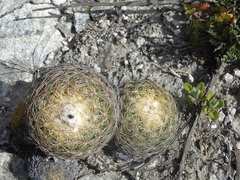 Coryphantha retusa