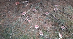 Russula betularum