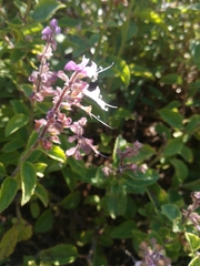 Syncolostemon canescens