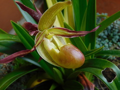 Phragmipedium
