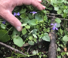 Viola affinis