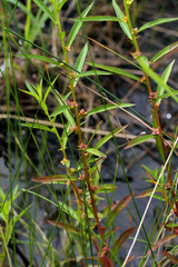 Ludwigia polycarpa