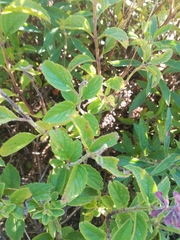 Syncolostemon canescens