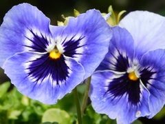 Viola × wittrockiana