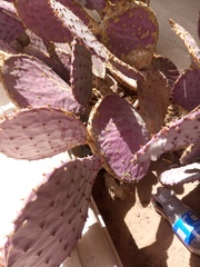 Opuntia