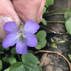 Viola affinis