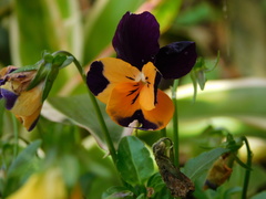 Viola × wittrockiana