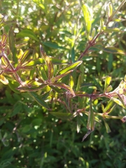 Syncolostemon canescens