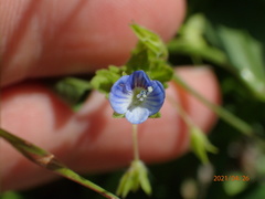 Veronica persica